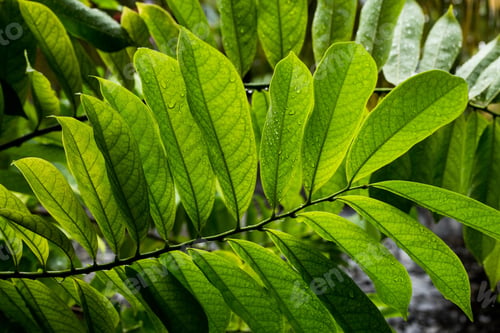 Preview: Vibrant green leaves with water droplets.