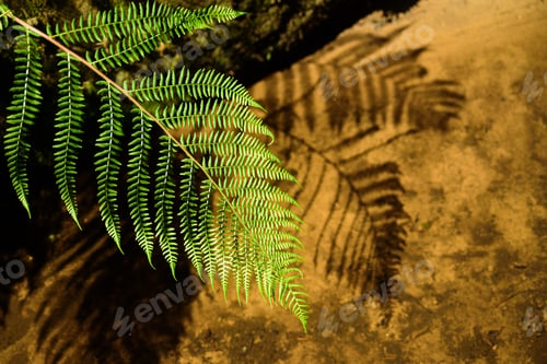 Preview: Fern leaf with its shadow