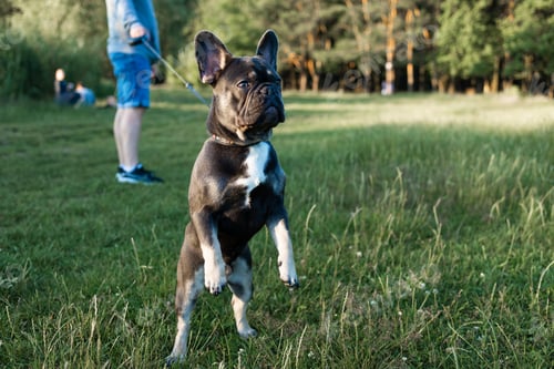 Preview: portrait French Bulldog in summer park. Cute happy French bulldog puppy.
