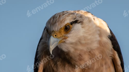 Preview: Closeup shot of a Colombian tropical bird hunting against a blue backdrop