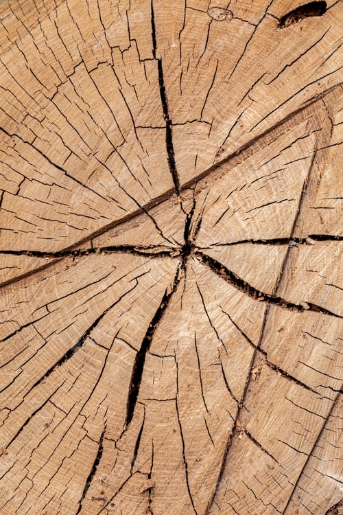 Preview: Texture of cut old tree stump with annual rings and cracks. Wooden texture