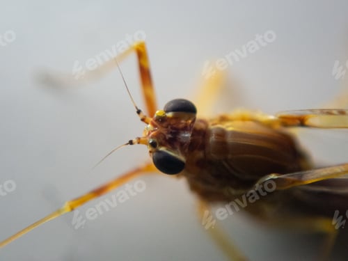 Preview: Closeup shot of an Isonychia bicolor insect on a white surface