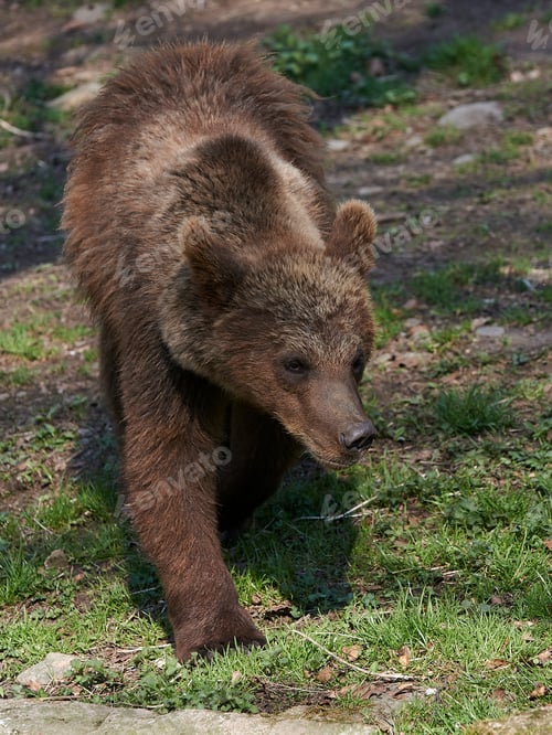 Preview: Brown bear (Ursus arctos)