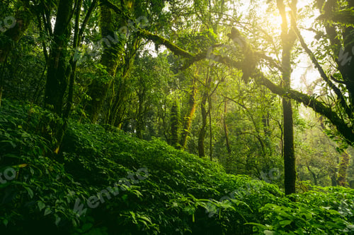 Preview: Green tree forest Carbon credit concept Natural carbon sink fight climate change Sustainability