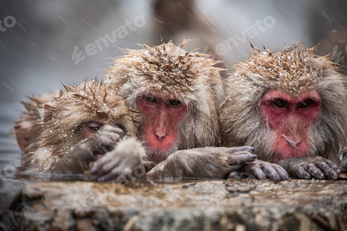 Preview: Snow monkey