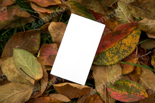 Preview: Blank Card Surrounded by Colorful Autumn Leaves