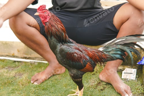Preview: Ayam Kampong or Gallus gallus domesticus or Indonesian chicken breed walking outside.