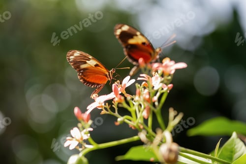 Preview: Macro Picture of a Butterfly