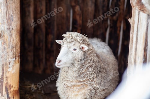 Preview: A white curly-haired sheep in a wooden pen. Sheep farming in winter.