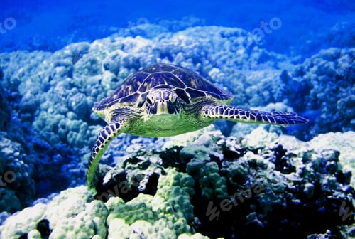 Preview: Amazing underwater world, Underwater world scene.