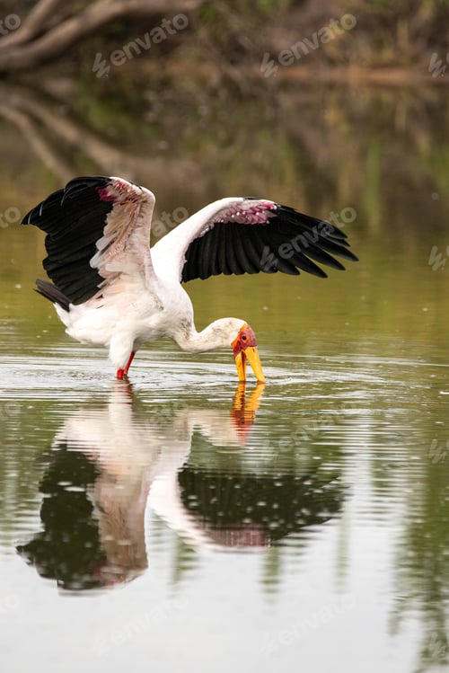Preview: A yellow-billed stork, Mycteria ibis, sticking its beak in water and wings flapping.