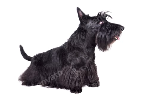 Preview: Black scotch terrier