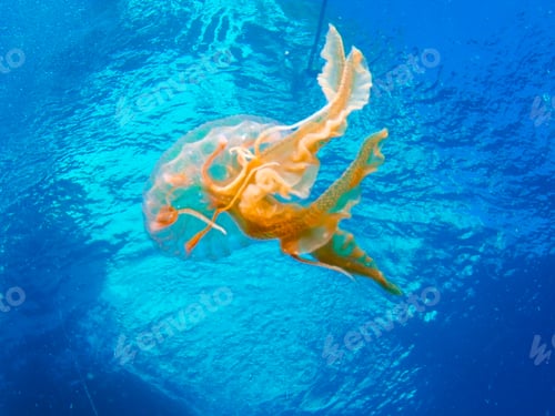Preview: Golden jellyfish near the surface