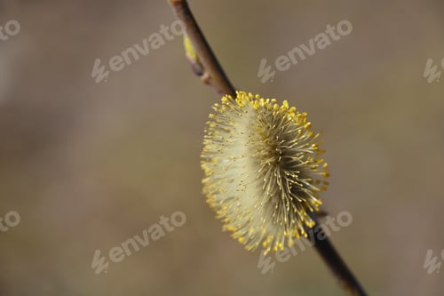 Preview: bud blooming on a willow branch on a neutral background. it's time for spring