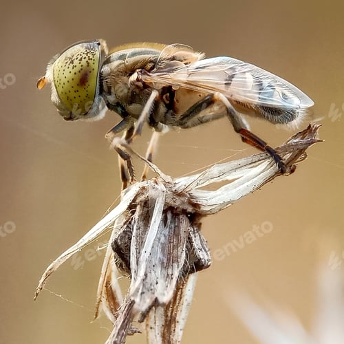 Preview: Flies