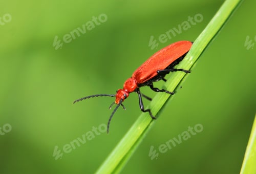 Preview: Close up of commn red soldier beetle on grass stem