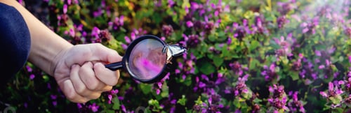 Preview: A child looks through a magnifying glass. A big child's eye.