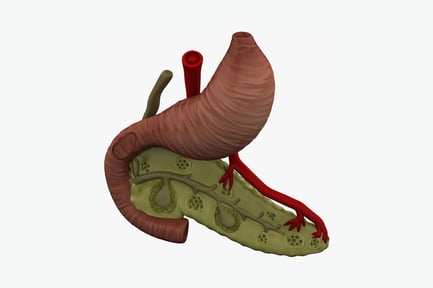 Preview: Human digestive system large and small intestines with connecting vessels