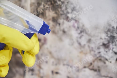 Preview: Housekeeper's Hand With Glove Cleaning Mold From Wall With Sponge And Spray Bottle