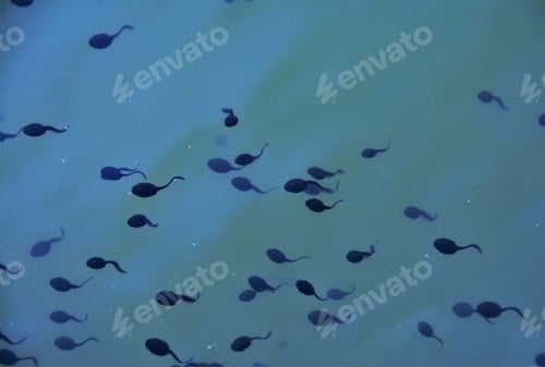 Preview: many tadpoles in the water
