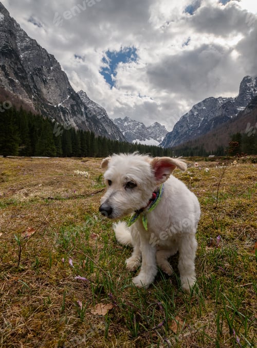Preview: Dog in the mountains