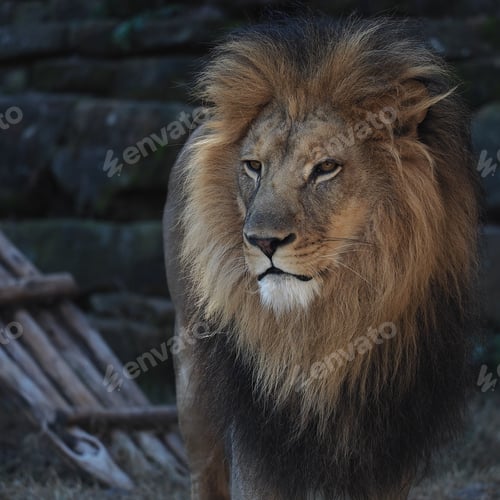 Preview: Closeup of a beautiful lion in a zoo on a sunny day