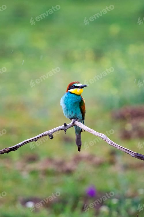 Preview: European bee eater, Merops apiaster. Common bee-eater. Close-up