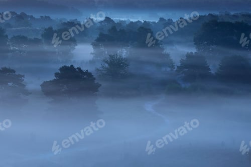 Preview: path in misty forest in dawn