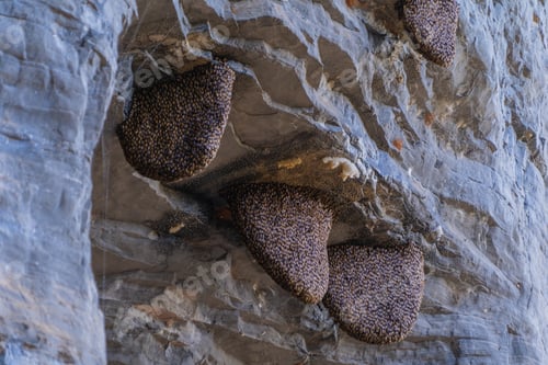 Preview: Honey bees live in hive or honeycomb, stitch of the rock crevices. Natural wildlife insects