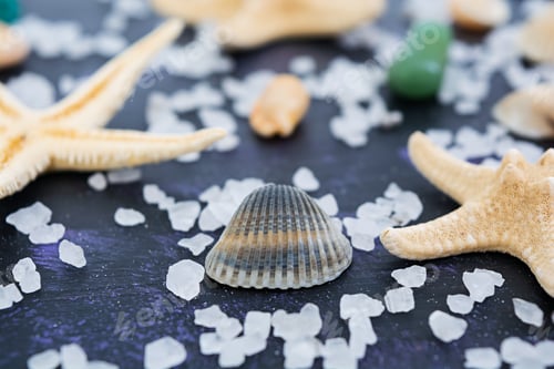 Preview: Seashell and starfish on dark background