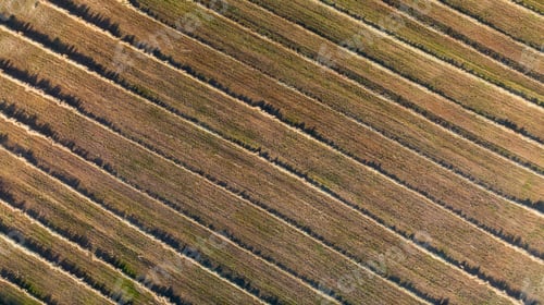 Preview: Abstract Agricultural fields of Corn plants on sunny morning.