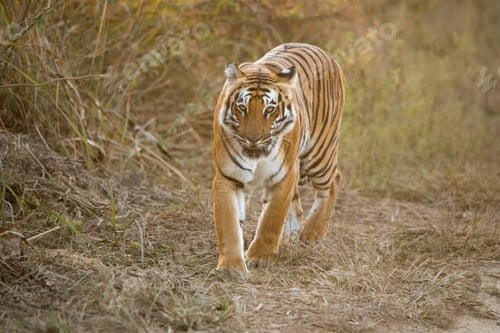 Preview: Royal Bengal tiger close up