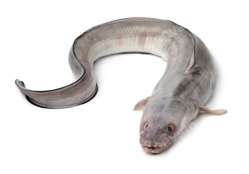 Preview: Fresh raw european conger eel