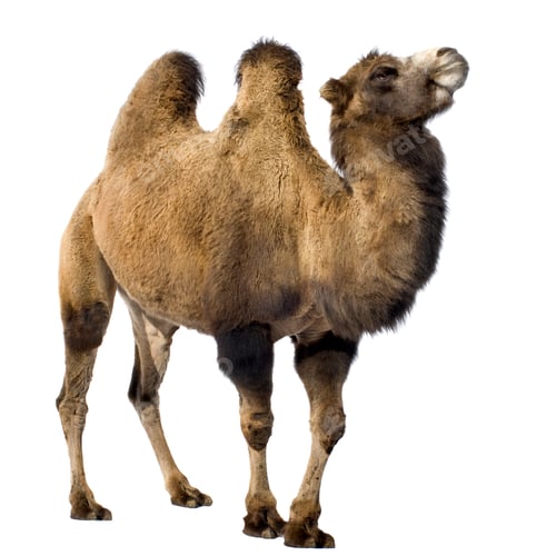 Preview: camel