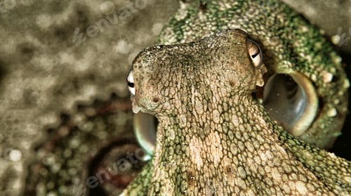 Preview: Common Octopus, Cabo Cope Puntas del Canegre Natural Park, Spain
