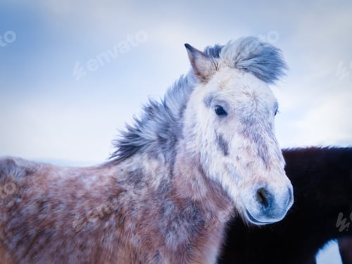 Preview: Horses in Iceland. Wild horses in a group. Horses on the Westfjord in Iceland.