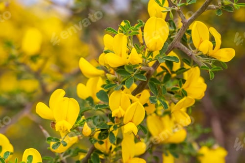 Preview: Common broom or Scotch broom, Cytisus scoparius