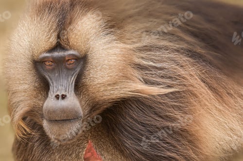 Preview: Portrait of a gelada baboon looking directly at the camera. Semien Mountains, Ethiopia.