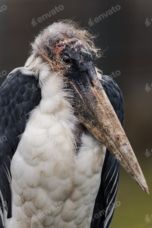 Preview: Close-up of a wild bird