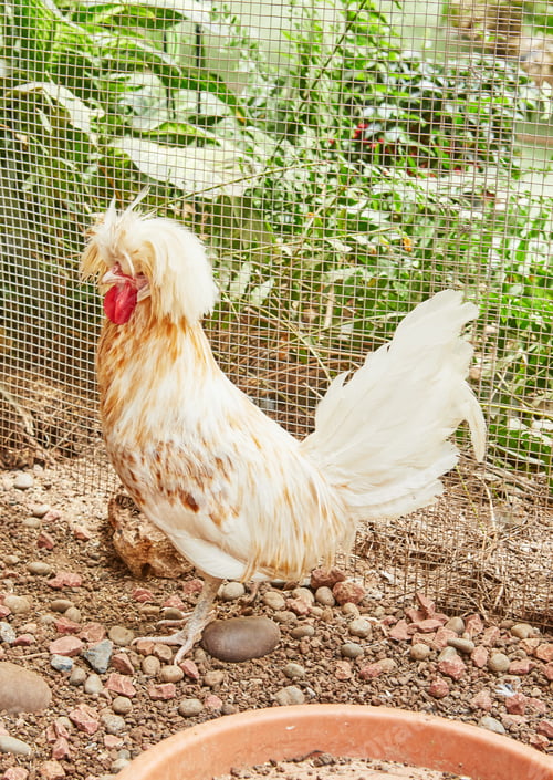Preview: Fancy haired hens living in paddock in botanical garden