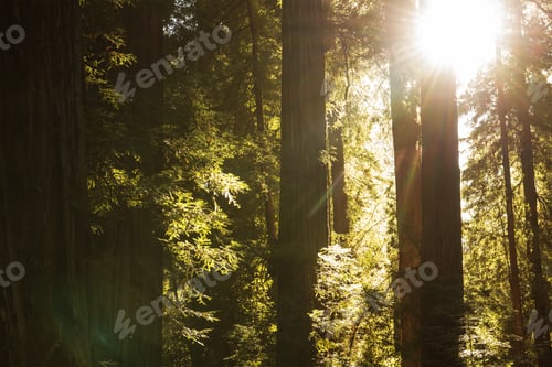 Preview: Morning Sunlight Coming Through Redwood Trees