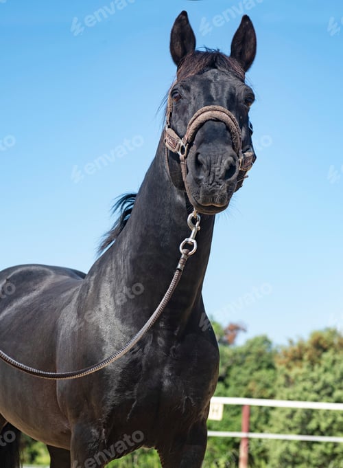 Preview: black stallion and lunge