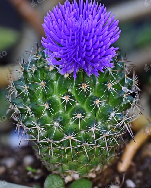 Preview: Closeup of a purple cactus flower in a pot