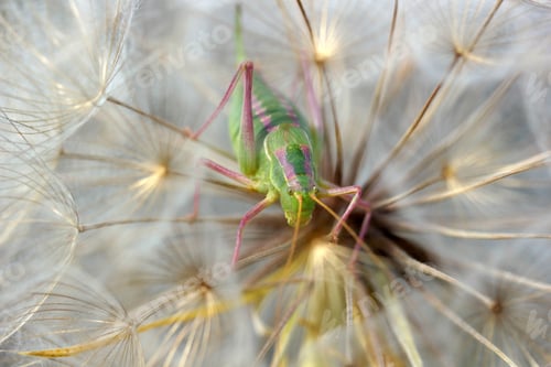 Preview: locust in dandelion