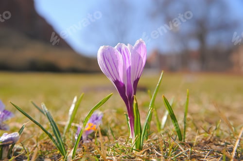 Preview: Fresh purple crocus flowers growing outdoors, closeup. Spring season