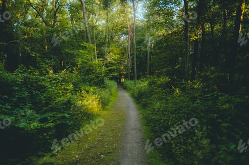 Preview: Beautiful summer landscape of natural park in Germany, narrow path between trees .