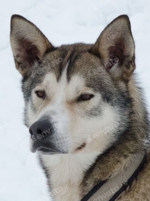 Preview: dog, siberian husky, isolate, pets, dogs