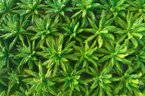 Preview: High angle video (Top-view) palm oil plantation beautiful green space rich agricultural plants