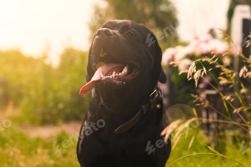 Preview: Black labrador retriever dog