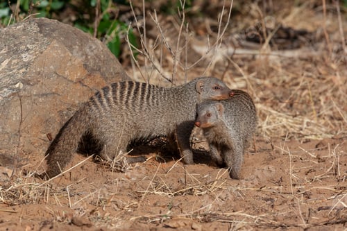 Preview: Two Banded Mongoose - Botswana - Africa